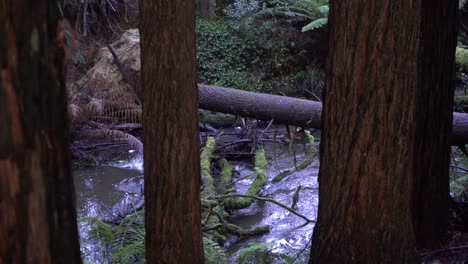 Murky-river-stream-through-redgum-forest-trees