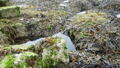 Algen-Algen-Schroffer-Felsenpool-Salzwasserriff-ökologie-Pfanne-Rechts