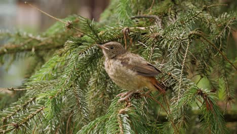 Young-baby-bird-sitting-on-pine-branch-and-being-fed,-close-up