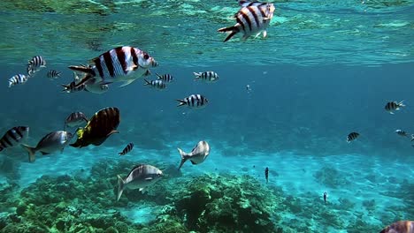 Peces-De-Arrecife-De-Coral-En-Agua-Azul-Clara-Y-Hermosa---Bajo-El-Agua