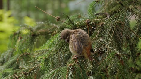 Young-baby-bird-sitting-on-pine-branch-and-cleans-feathers,-close-up