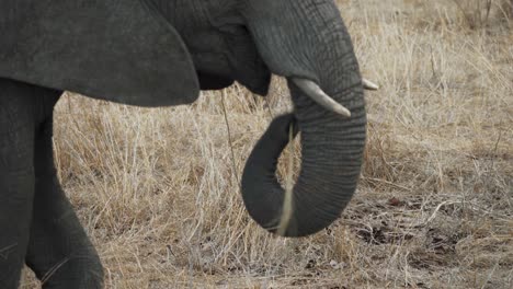 Primer-Plano-De-Un-Elefante-Africano-Usando-Su-Trompa-Mientras-Pasta-En-Las-Llanuras-Del-Parque-Nacional-Kruger,-Sudáfrica---4k
