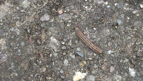Top-down-view-of-brown-caterpillar-crawling-on-concrete,-Spodoptera-mauritia