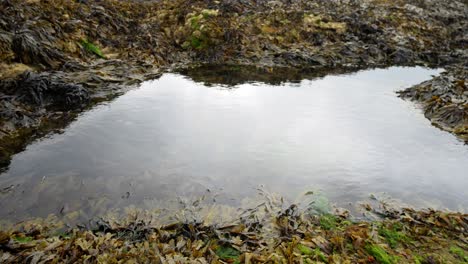 Rugged-coastal-seaweed-covered-rock-pool-surface-ripples-reflection-slow-dolly-left