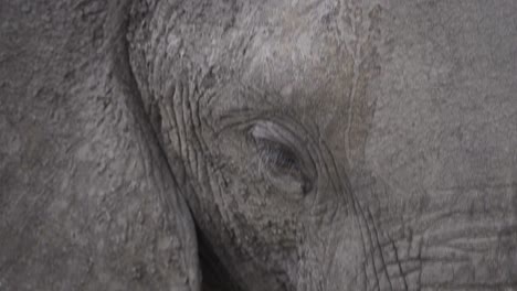 Nahaufnahme-Auf-Einem-Auge-Eines-Erwachsenen-Afrikanischen-Elefanten,-Während-Er-Im-Krüger-Nationalpark,-Südafrika,-Weidet---4k