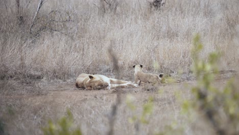 Lioness-resting-with-her-cubs-in-the-plains-of-Kruger-National-Park,-South-Africa---4K