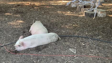 Pigs-Laying-in-Dirt-at-Farm