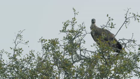 White-headed-vulture-perched-on-a-tree,-South-Africa-Kruger-National-Park---4K