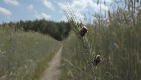 Beetles-sitting-on-ears-of-rye,-close-up