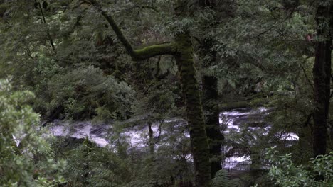 River-stream-running-in-rain-forest-amongst-trees