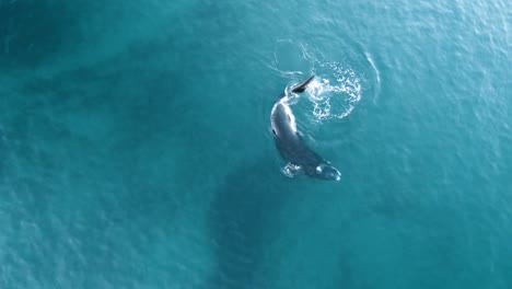 a-young-whale-playing-with-the-tail,-aerial-shot,-bird-eye,-sixty-fps