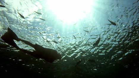 Schnorchler-Erkunden-Unter-Dem-Meer-Mit-Fischen,-Die-Unter-Der-Hellen-Sonne-Schwimmen---Unter-Wasser