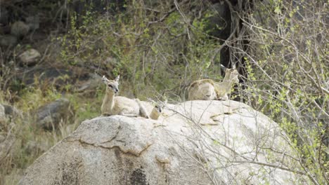 Klipspringers-Descansando-En-Un-Acantilado-Rocoso-En-El-Parque-Nacional-Kruger,-Sudáfrica---4k