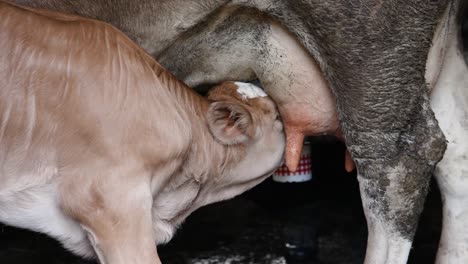 White-brown-calf-drinking-milk-from-cow's-udder