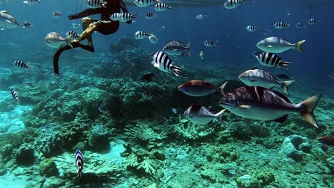 Man-Snorkeling-With-Swimming-Fins-Together-With-The-Reef-Fishes-And-Scissortail-Sergeants-Over-The-Coral-Reefs-In-The-Deep-Blue-Sea