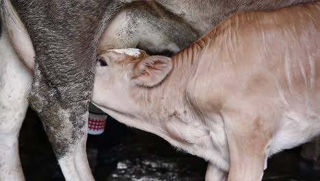 Beautiful-white-brown-calf-drinking-milk-from-cow's-udder