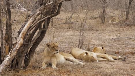 A-pride-of-lions-resting-under-trees-in-the-plains-of-Kruger-National-Park,-South-Africa---4K