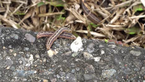 Two-lawn-armyworm-moth-larvae-crawl-over-each-other,-Spodoptera-mauritia