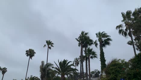 Palm-Trees-Blowing-in-Breeze