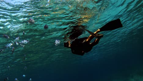 Vista-De-Una-Persona-Buceando-En-El-Arrecife-Con-Un-Pez-Sargento-De-Tijera-Nadando-Alrededor---Bajo-El-Agua
