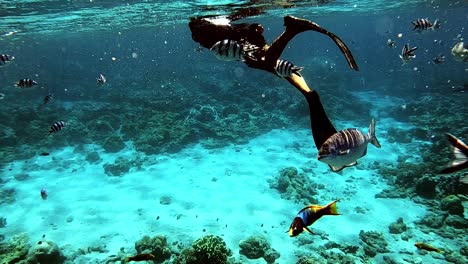 Man-Enjoying-His-Snorkeling-With-The-View-Of-Marine-Life-Under-The-Deep-Blue-Sea