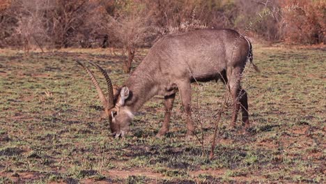 Male-Waterbuck-grazing-in-the-bushveld