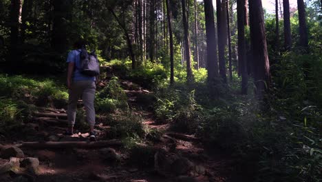 Male-Hiker-Hiking-Up-Through-The-Light-Filled-Forest-On-A-Summer-Day---Medium-Shot