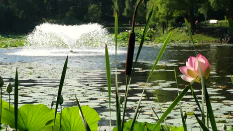 Slow-Motion-View-of-Lake-Fountain-Through-Lotus-Flower-and-Bulrush