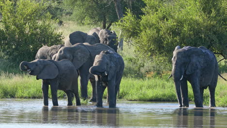Herde-Afrikanischer-Elefanten,-Die-Im-Fluss-Im-Privaten-Wildreservat-Klaserie,-Südafrika,-Trinken-Und-Baden