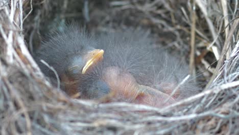 Hungriges-Neugeborenes-Vogelküken-In-Einem-Nest