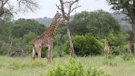 Group-Of-Giraffe-Grazing-On-The-Grassland-In-Sabi-Sands-Private-Game-Reserve,-South-Africa