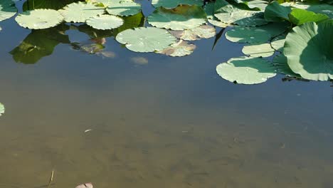 Beautiful-Group-of-Turtles-Swimming-Among-Water-Lilies-and-Small-Fish-in-a-Pond