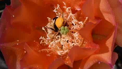 Close-up-of-bee-flying-into-a-cactus-flower-and-burrowing-down-into-it