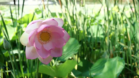 Friedensszene-Aus-Rosafarbener-Lotusblume,-Die-Sich-Im-Wind-Im-Seepark-Wiegt,-Nahaufnahme
