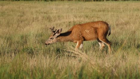 A-young-Mule-deer-feeding-in-a-grassy-field