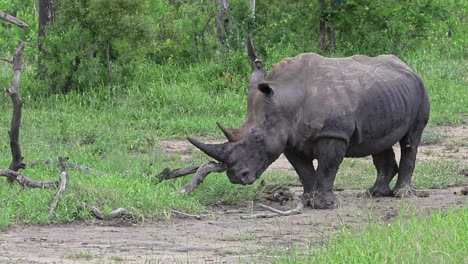 Rinoceronte-Blanco-Empujando-Ramas-Secas-Usando-Su-Cuerno-En-La-Reserva-De-Caza-Privada-Sabi-Sands,-Sudáfrica