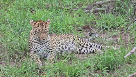 Afrikanischer-Leopard,-Der-Auf-Der-Wiese-Im-Privaten-Wildreservat-Sabi-Sands,-Südafrika,-Liegt