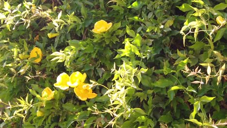 Pan-from-the-edge-of-climbing-cat's-claw-vine-and-yellow-flowers-along-a-sun-lite-wall