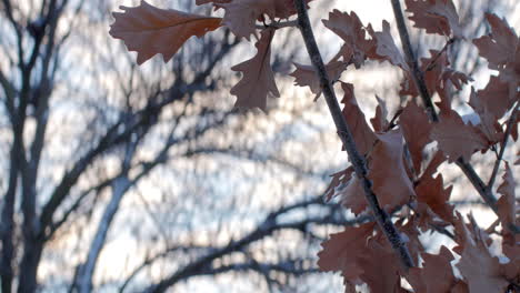 Brown-leaves-blowing-in-the-winter-wind