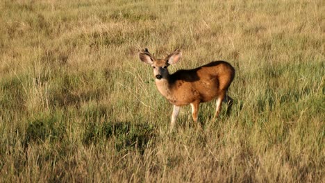 A-young-Mule-Deer-chewing-on-green-foilage-as-he-looks-towards-the-camera