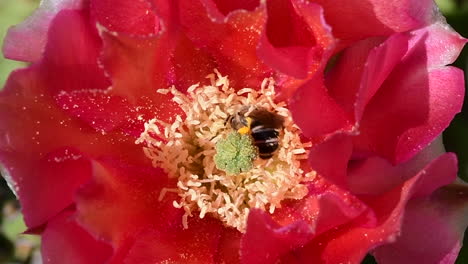 Two-bees-pollinating-in-a-cactus-flower