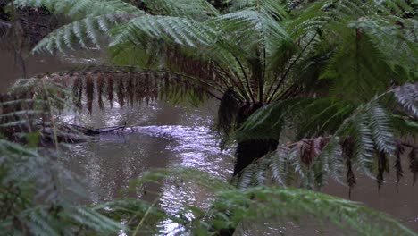 Murky-river-stream-flowing-amongst-ferns