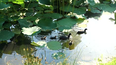 Lovely-Coot-Family-with-Black-Plumage-Swimming-on-Lake-Surface,-Lotus-Background