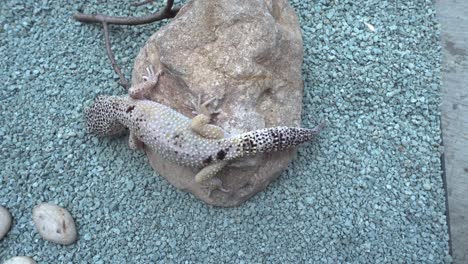 Small-spotted-lizard-on-stone-and-walking-on-blue-teal-gravel-in-glass-enclosed-cage,-close-up-overhead-static