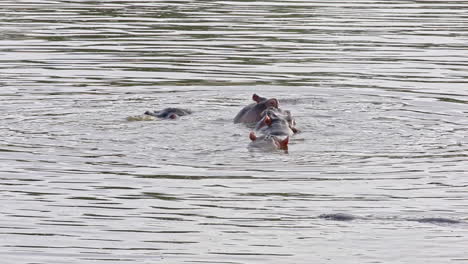 Grupo-De-Hipopótamos-Jugando-Mientras-El-Cuerpo-Sumergido-En-El-Río-En-La-Reserva-Privada-De-Caza-Sabi-Sands,-Sudáfrica