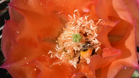 Biene-Fliegt-In-Eine-Kaktusblüte-Und-Gräbt-Sich-Darin-Ein