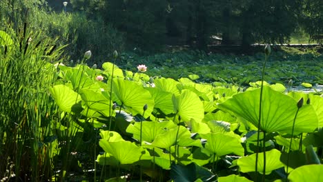 Nahaufnahme-Am-Teichufer-Voller-Seerosenblätter-Und-Blumen,-Die-In-Sonnenstrahlen-Gewaschen-Werden,-Zeitlupe
