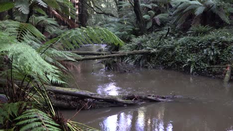 Murky-river-stream-with-fern-blowing-in-the-wind