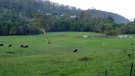 A-pan-shot-of-cattle-in-a-green-field-near-the-otways-on-the-great-ocean-road