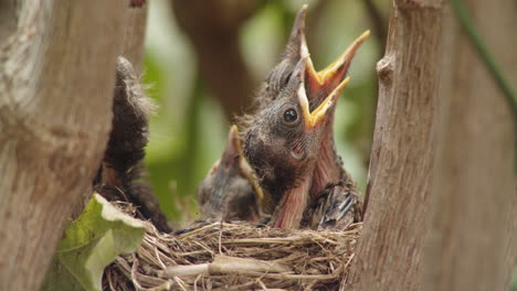 Süße-Kleine-Neugeborene-Schwarze-Vogelküken-Mit-Weit-Geöffnetem-Mund-Auf-Der-Suche-Nach-Nahrung-Im-Natürlichen-Nest-Im-Freien-Im-Waldbaum-Im-Natürlichen-Lebensraum,-Nahaufnahme-Statisch,-Italien